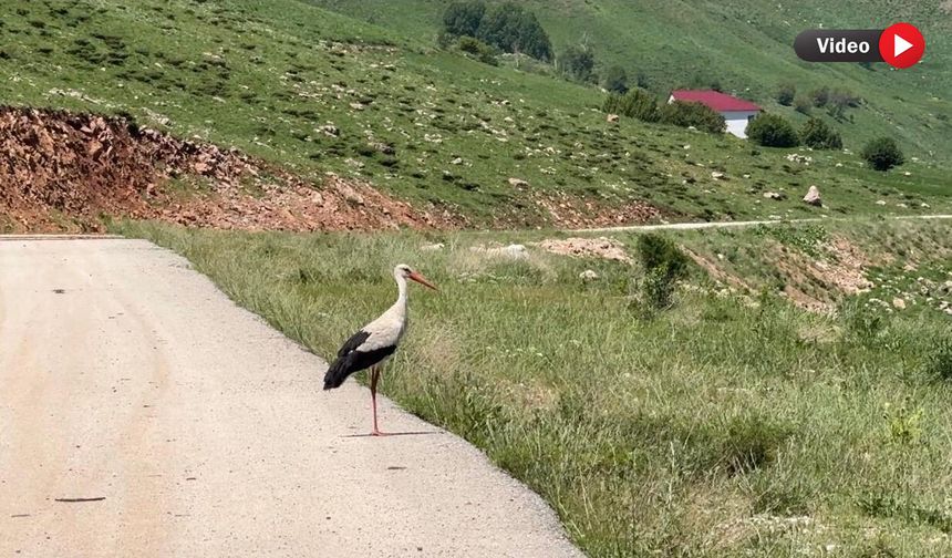 Yüksekova’da köy yolunda yiyecek arayan leylek görüntülendi