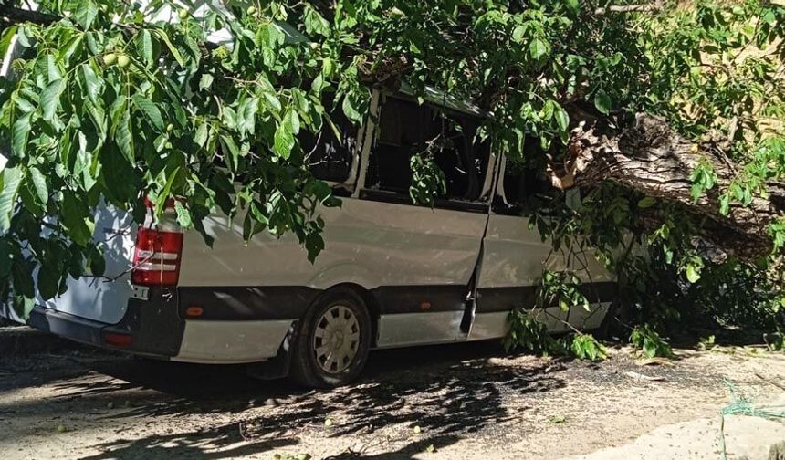 Hakkari’de Ceviz Ağacı Otomobilin Üzerine Devrildi: Faciadan Dönüldü