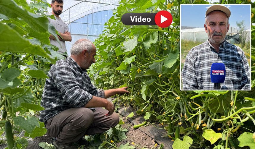 Yüksekovalı çiftçi, hurda malzemelerden yaptığı seralarla üretimi büyüttü