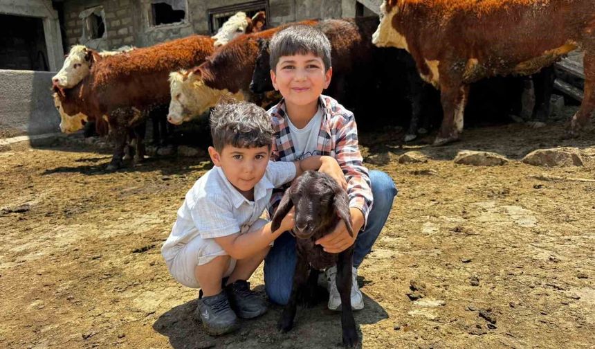 Ağrı’da damızlık desteğiyle kırmızı et üretimi güçleniyor