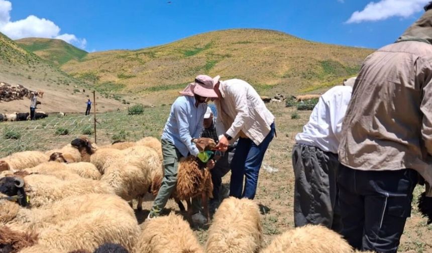 Yüksekova’da Aşılama ve Kimliklendirme Çalışmaları Sürüyor