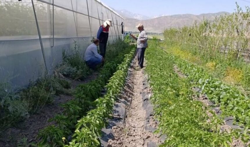 Yüksekova'da sera ve bahçelerde denetim