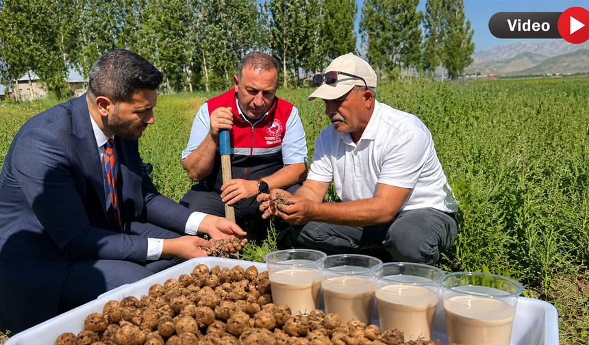 Yüksekova’nın Yeni Altını Salep Oldu: İlk Ticari Hasat Yapıldı