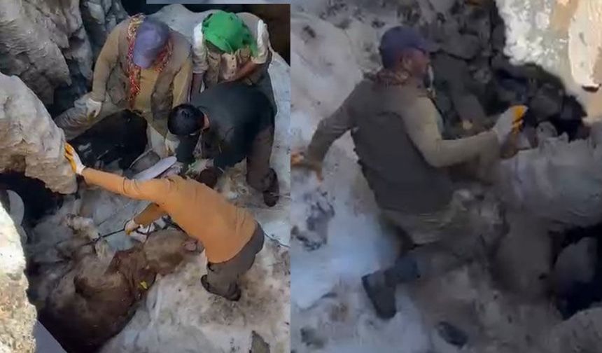 Yüksekova'da Boğayı Uçurumdan Halatlarla Çıkardılar