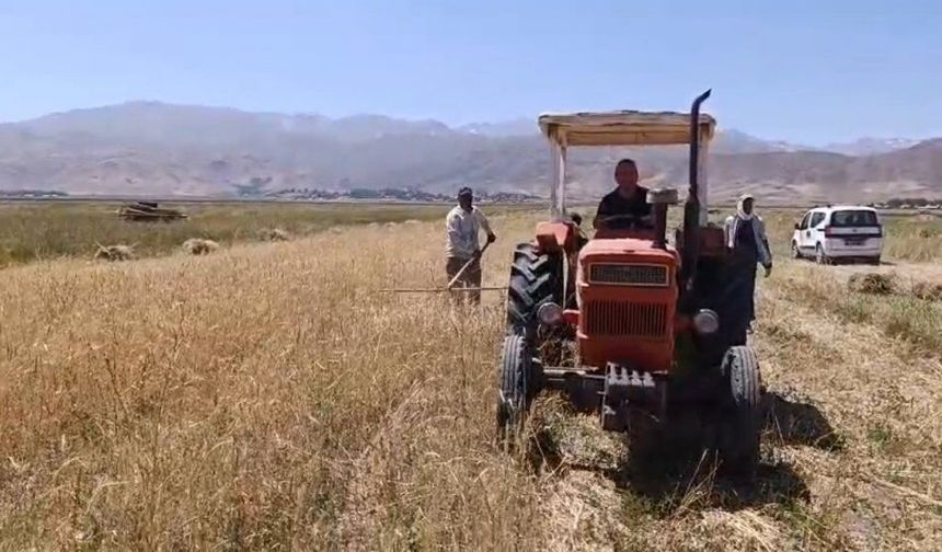 Yüksekova Ovası'nda Hasat Mesaisi Başladı: Çiftçi Sıcağa Rağmen Tarlada