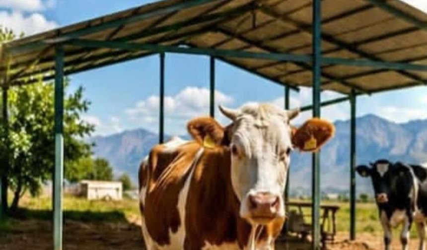 İlçe Tarım ve Orman Müdürlüğü'nden Hayvan Yetiştiricilerine Sıcak Hava Uyarısı