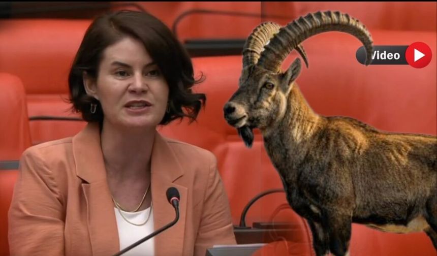 Hakkari ve Van’daki Dağ keçisi ihalesine Meclis’ten tepki