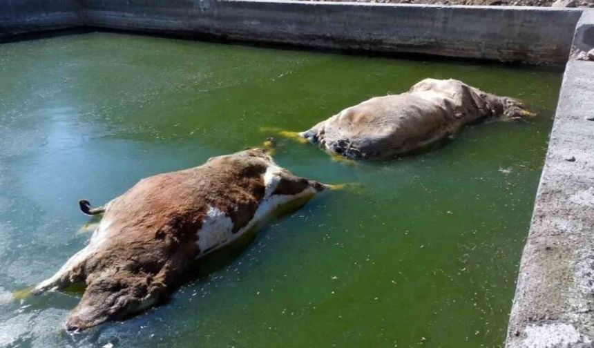 Hakkari’de eski taş ocağındaki havuza düşen inekler telef oldu