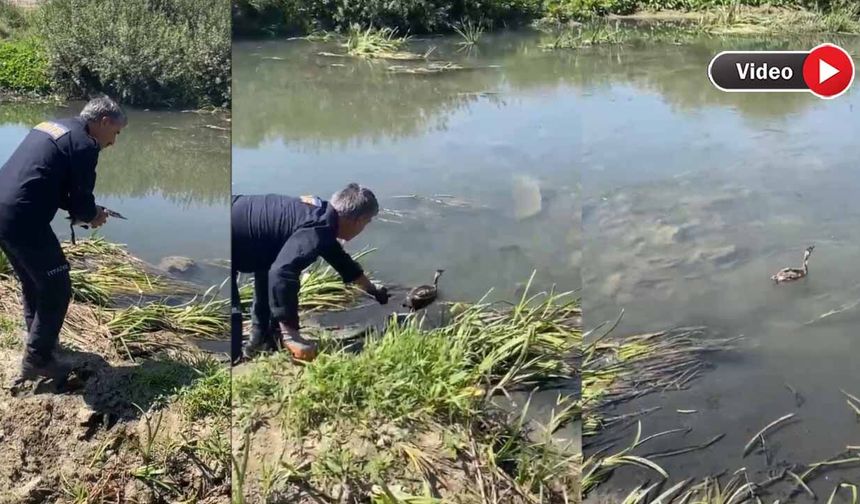 Yüksekova’da Mahsur Kalan Bataklık Kuşu Kurtarıldı