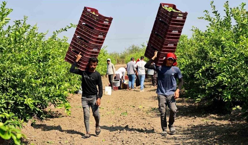 Çukurova’da tarım işçisi yevmiyeleri bin 613 lira oldu