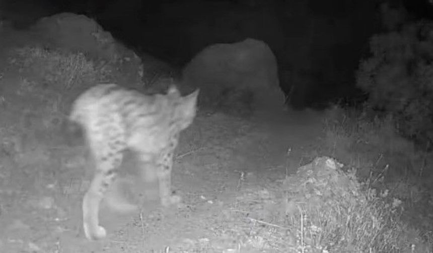 Tunceli’nin doğal yaşamı fotokapanla gözler önüne serildi