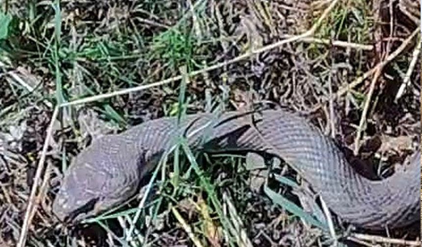 Hakkari’de 1,5 metrelik kocabaş yılanı görüntülendi