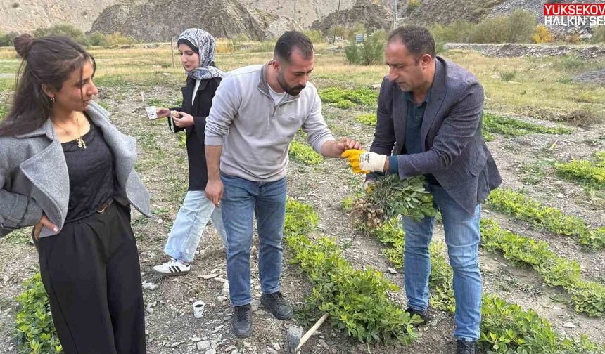 Hakkâri’de tarımda bir ilk: Bin 350 rakımda yer fıstığı yetiştirildi