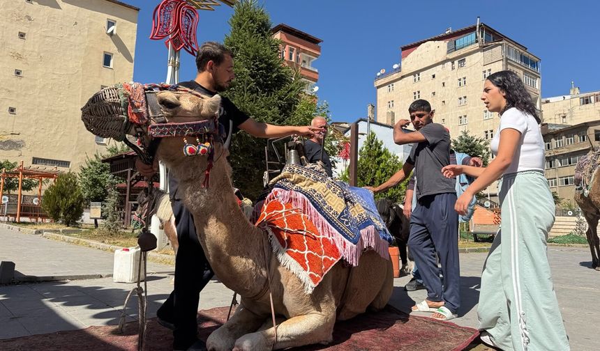Hakkari'ye getirilen Develer yoğun ilgi gördü