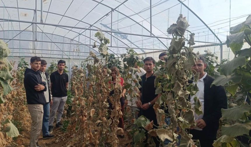 Yüksekova’da öğrenciler seracılığı sahada öğreniyor