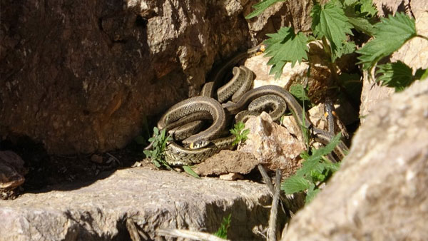 detail-photo-fancybox-0