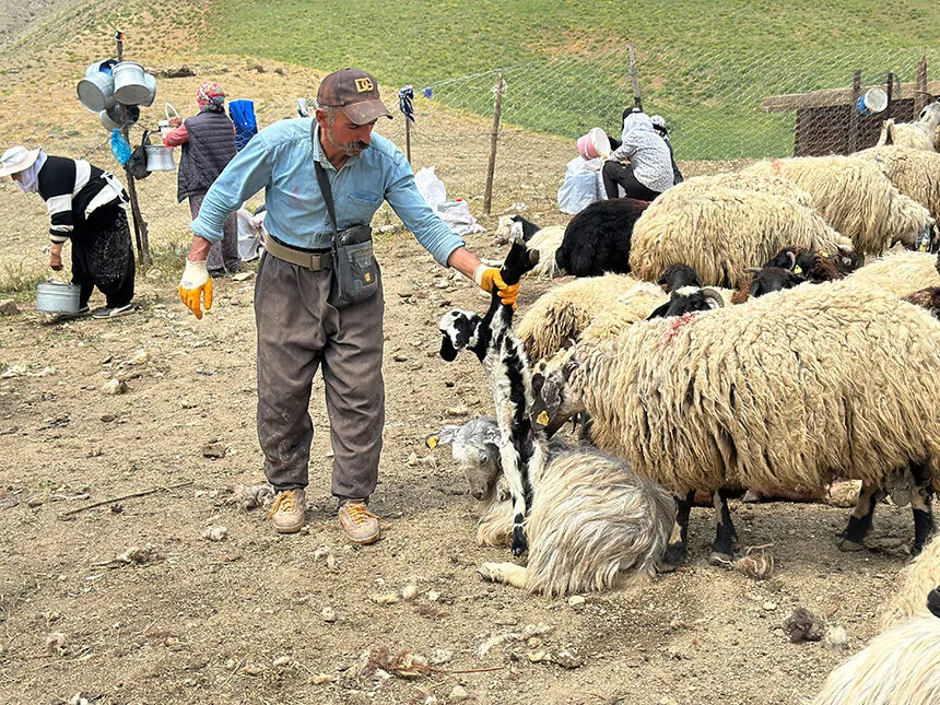 Çoban2