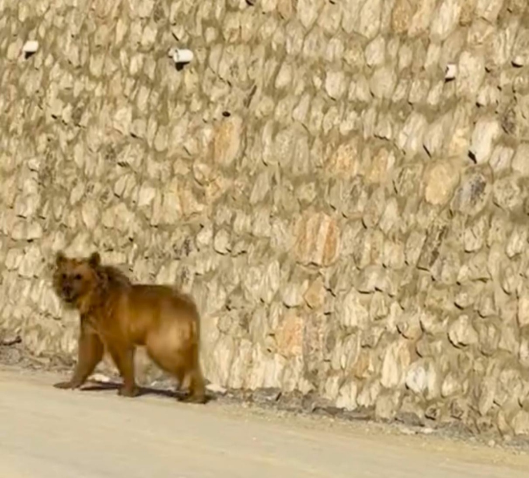 I M G 20250703 132450