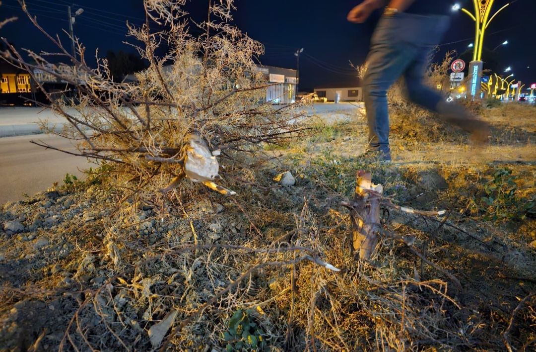 I M G 20250809 022226