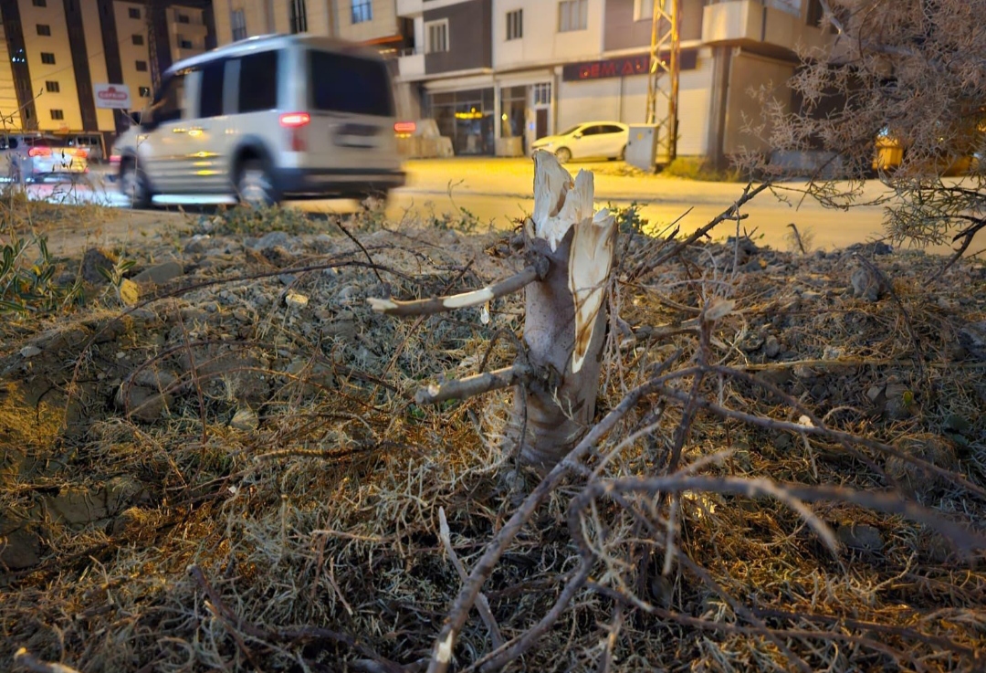 I M G 20250809 022408