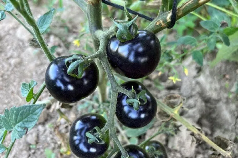 Siyah Domates3-1