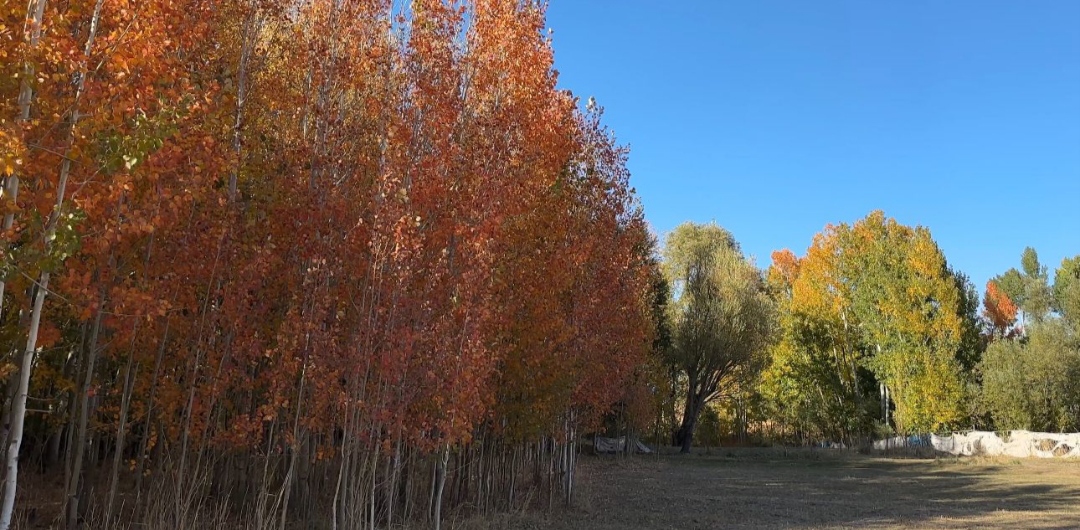 I M G 20251018 110341