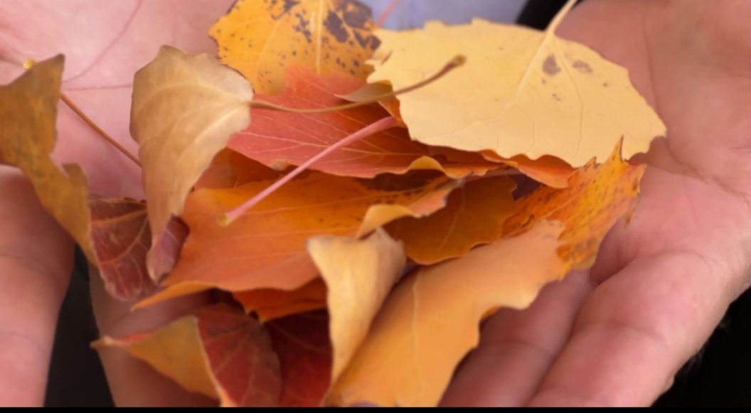 I M G 20251018 110353