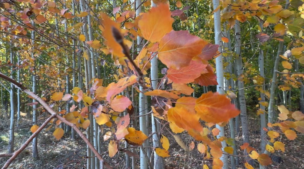 I M G 20251018 110409