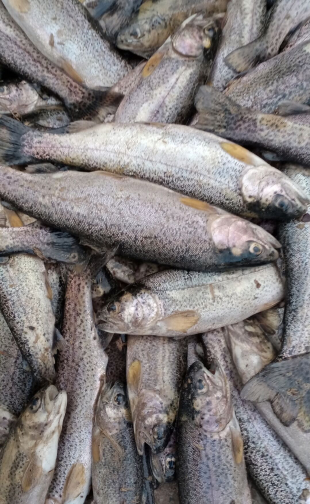 I M G 20251028 101800