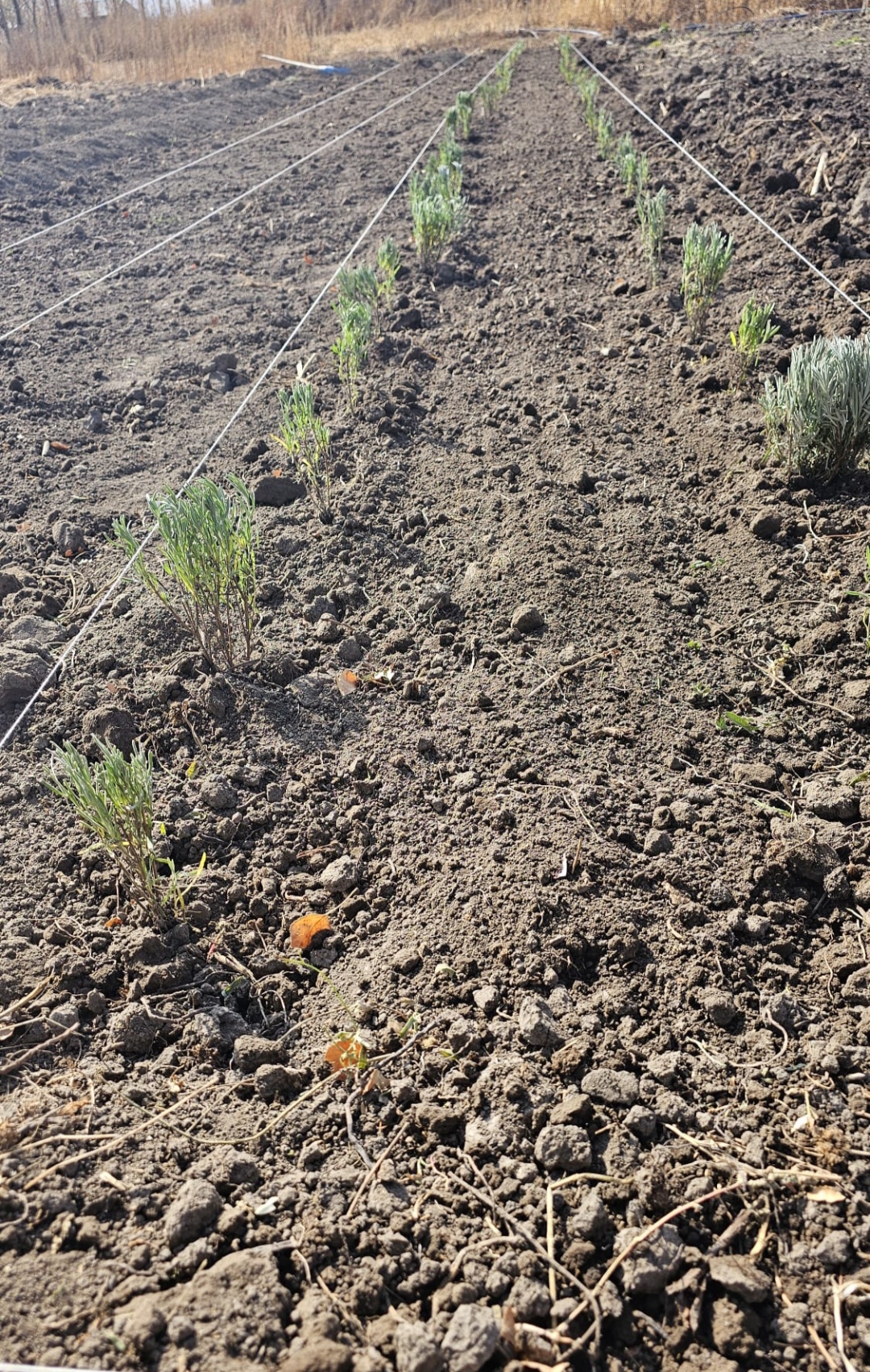 I M G 20251108 183855