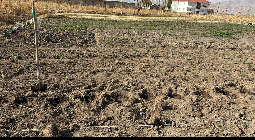 I M G 20251108 183916