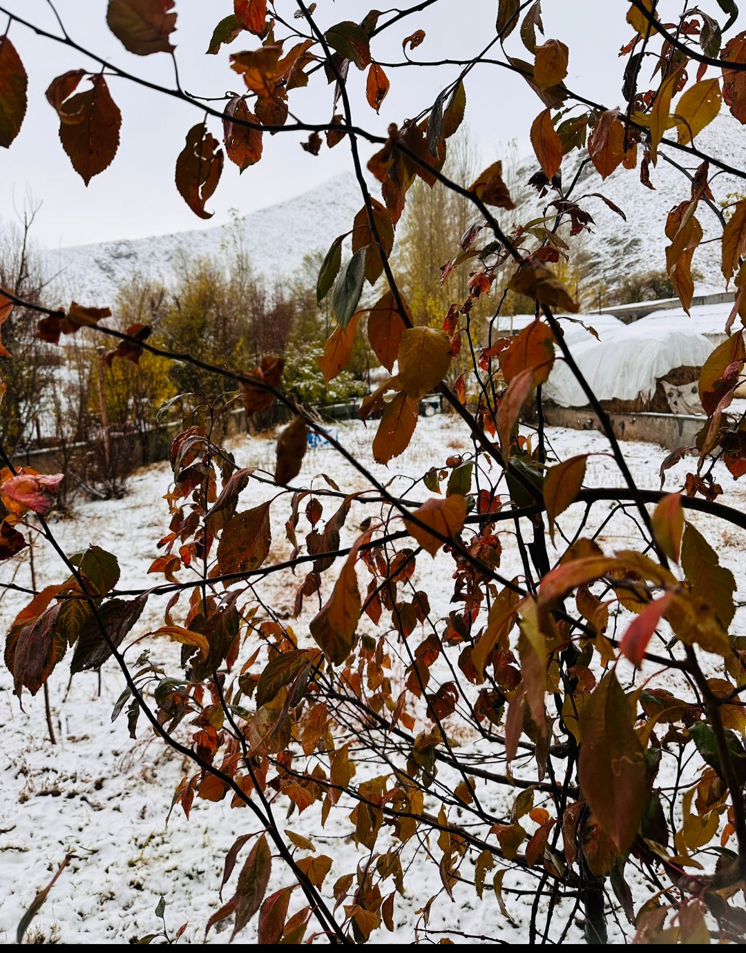 I M G 20251115 221744