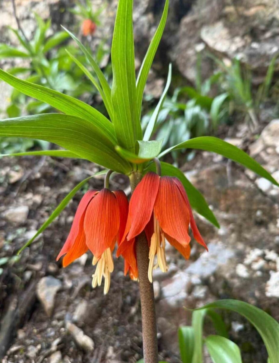 I M G 20260420 204447