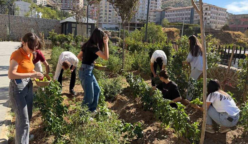 Kütüphane bahçesinde yetiştirdikleri sebzelerin hasadını gerçekleştirdiler