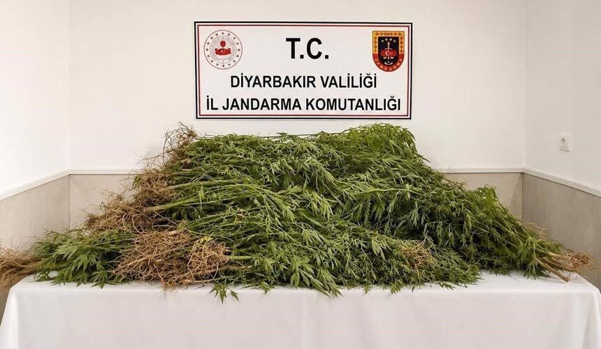 Diyarbakır’da 144 bin 398 kök kenevir ele geçirildi