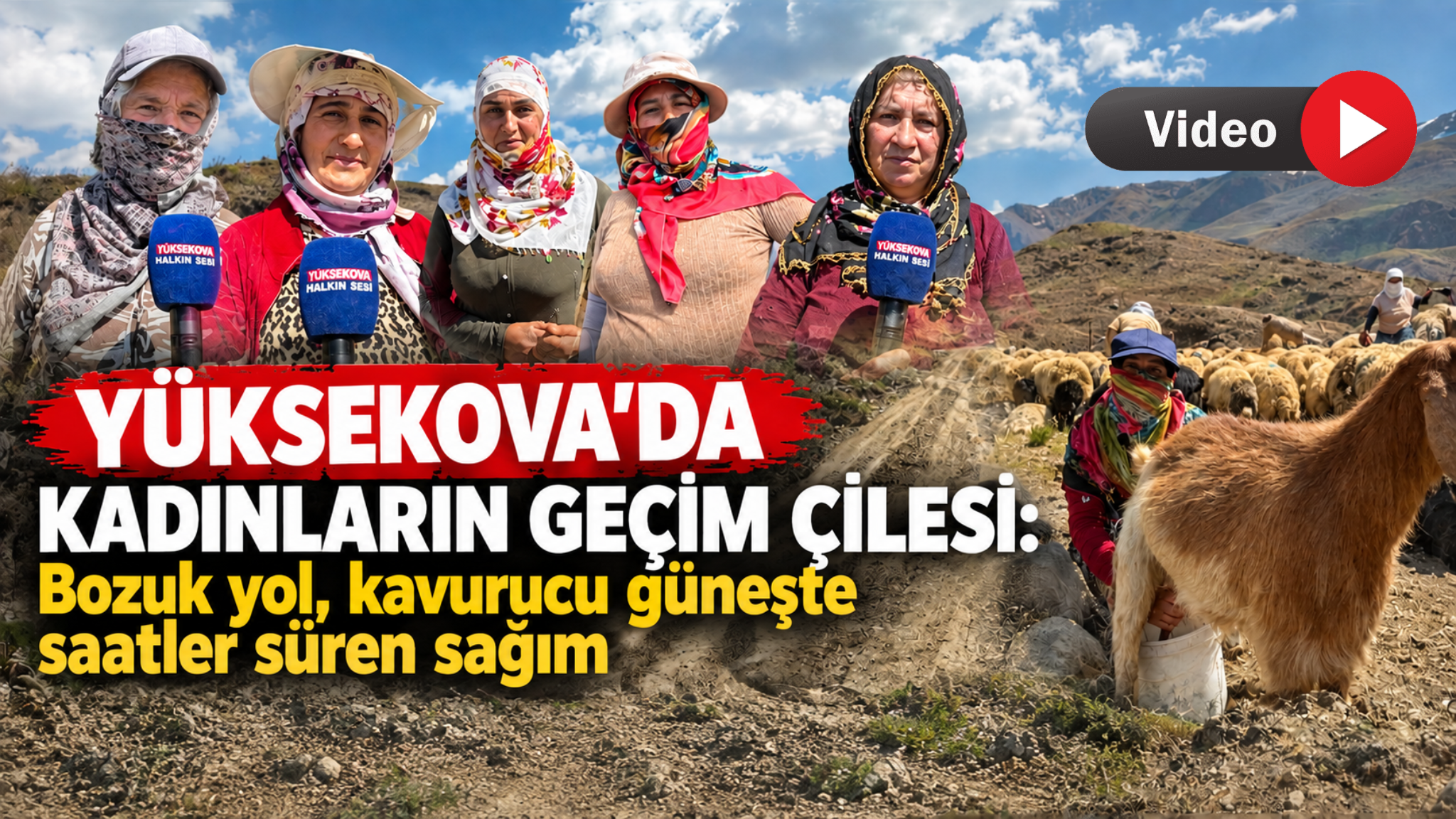 Kadınların geçim çilesi: Bozuk yol, kavurucu güneşte saatler süren sağım