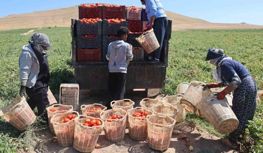 Elazığ’da mevsimlik işçilerin tarlada ekmek mücadelesi