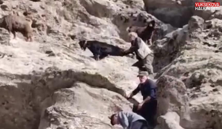 Tunceli’de nesli tükenme tehlikesi altında olan dağ keçisi görüntülendi