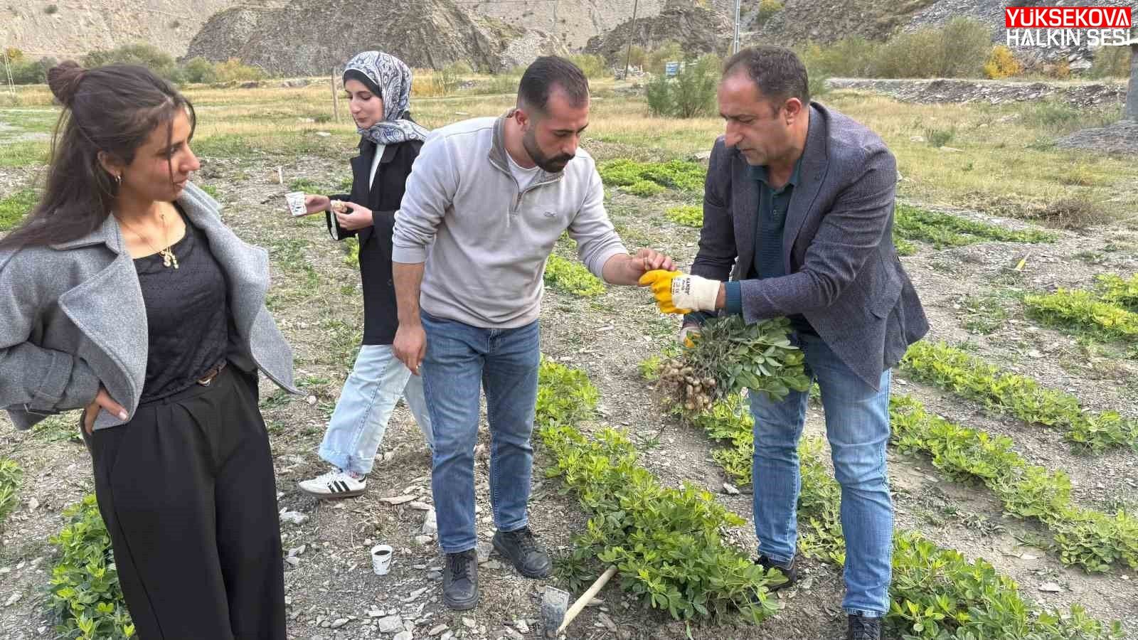 Hakkâri’de tarımda bir ilk: Bin 350 rakımda yer fıstığı yetiştirildi